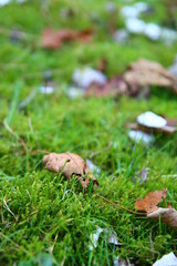 Colorful autumn leaves on the ground. Abstract natural background. Fall season background. 