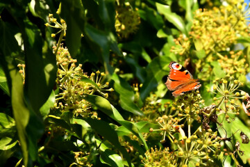 Red admiral, German butterfly on ivy flower