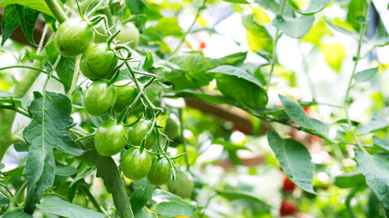 Growing green plum-shaped tomato variety, ripening of tomatoes. Farming concept. Selective focus.