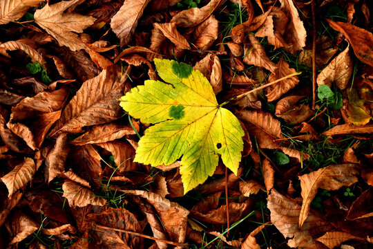 autumnal colored yellow maple leaf within aheap of brown leaves