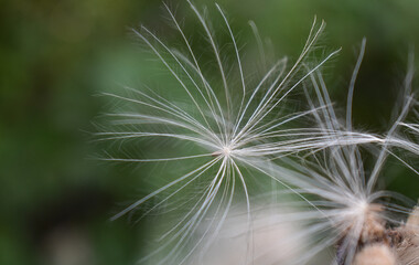 Fluffy thistle seeds close-up on a blurry green background.