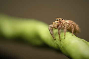 Jumping spider on string bean macro photography close up