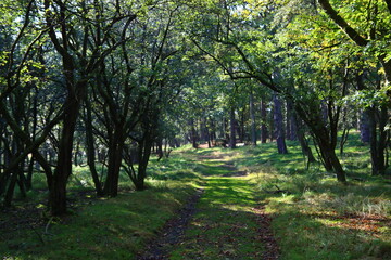 Tranquil scenery of green forest. European nature landscape photo. Beautiful green trees in the woods. 