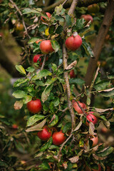 There is an apple tree growing in the home garden. The branches are covered with apple fruits.