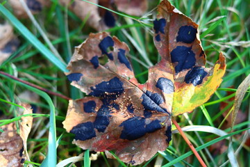 Colorful autumn leaves on the ground. Abstract natural background. Fall season background. 