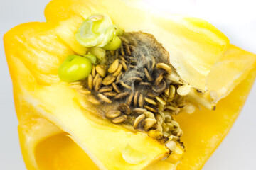 Rotten and Moldy yellow pepper on the white background. Bad conditions of preservation. Close up, Spoiled  food. Fungus illness.