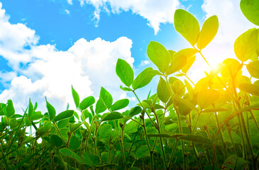Endless field with soybeans. Eco friendly agriculture modern ideas. Harvesting. Soya bean sprout...