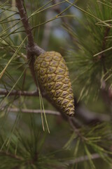 pine-cone pine cone growing on the trees 