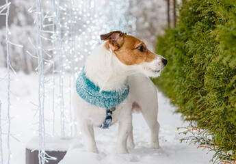 Dog standing in snow. Christmas holiday season decoration and illumination of backyard.