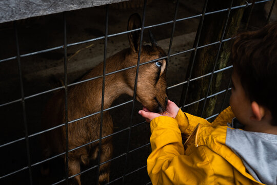 Little boy feeding a baby goat at a petting zoo