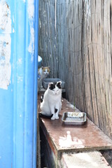Comedero de gatos callejeros