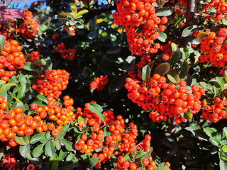 Fototapeta na wymiar Red rowan berries on rowanberry plant branch