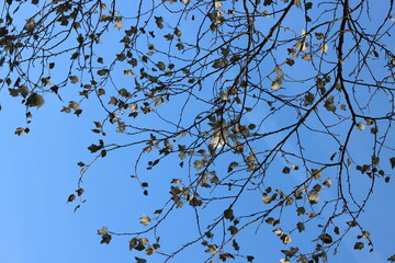 Abstract natural background. White trees on blue sky background. 