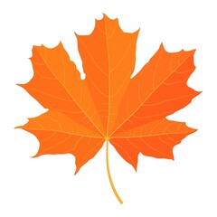Yellowed maple leaf. Vector illustration isolated on white background.