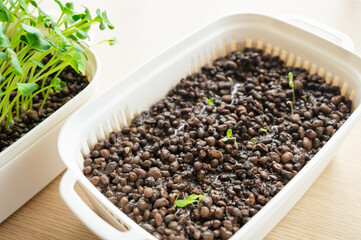 ハイドロカルチャー　カイワレ大根