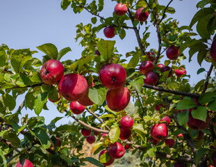 Lots of red ripe apples on an apple tree in the fall garden.