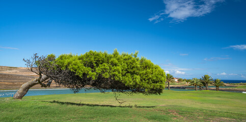 Fototapeta premium Horizontal tree on Porto Santo golf course.