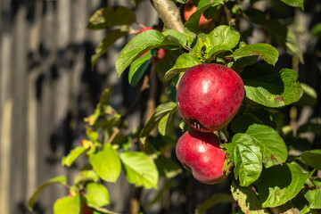 Large red apples on the apple tree are illuminated by the rays of the sun.