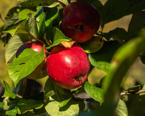 A red apple ripens close-up on an apple tree.