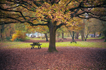 Autumn at Shibden Park, Halifax - obrazy, fototapety, plakaty