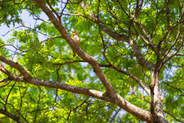 Fototapeta premium Bird known as Corruíra (Southern House Wren, Troglodytes musculus). singing on the tree branch among green leaves. Preserved wildlife