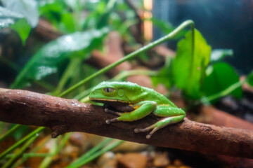 Fototapeta premium close up view of green rana frog on a branch. tropical amphibious