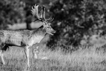 Side view of a Fallow Deer Stag with large antlers and it's mouth wide open standing in a field of tall grass.
