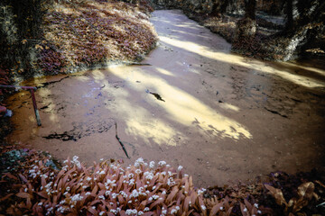 Beautiful Swamp Pond, in Irish Woodland, Abstract
