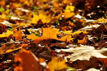 Close-up of a maple autumn leaf
