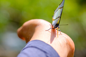 butterfly in the forest. Butterflies in the national parks of Thailand