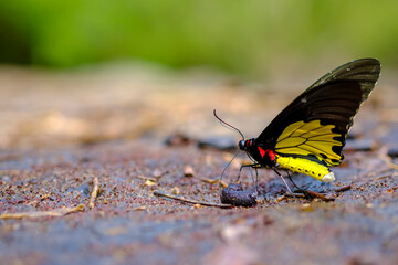 butterfly in the forest. Butterflies in the national parks of Thailand