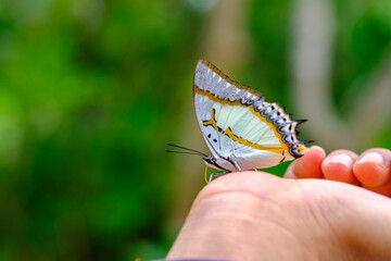 butterfly in the forest. Butterflies in the national parks of Thailand