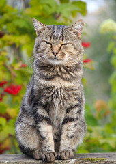 Domestic cat  with classic tabby color black marble on the background of autumn foliage
