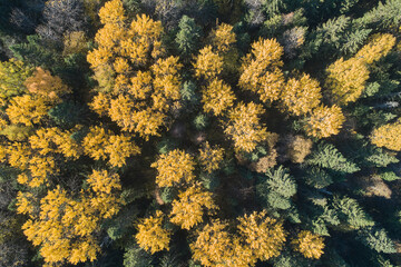 Aerial view with a drone. Autumn forest top view
