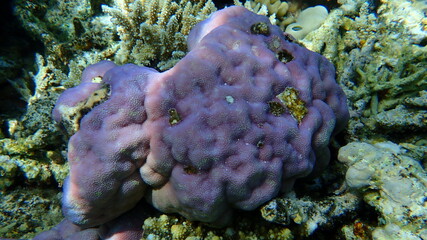 Lobe coral, hump coral (Porites lobata) undersea, Red Sea, Egypt, Sinai, Ras Mohammad national park 