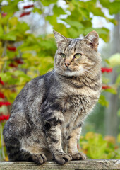 Naklejka na ściany i meble Domestic cat with classic tabby color black marble on the background of autumn foliage