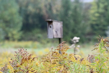 wooden birdhouse