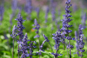 Lavender bushes closeup. Field of Lavender. Flower field, image for natural background. Selective focus.