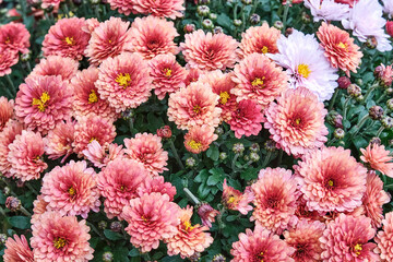 Blooming plant chrysanthemum with coral, pink flowers as floral autumn background.