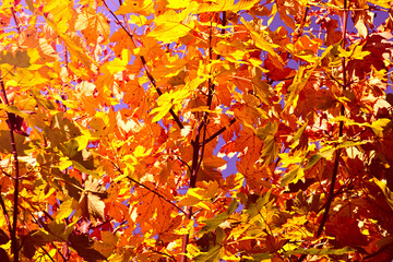 The colors of autumn. Colorful leaves in warm shades, lit by afternoon light.