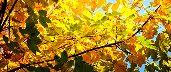 Fototapeta premium The colors of autumn. Colorful leaves in warm shades, lit by afternoon light.