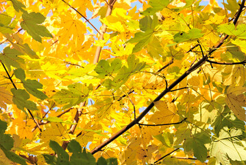 The colors of autumn. Colorful leaves in warm shades, lit by afternoon light.