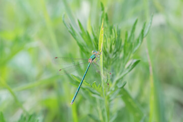 wild dragonfly