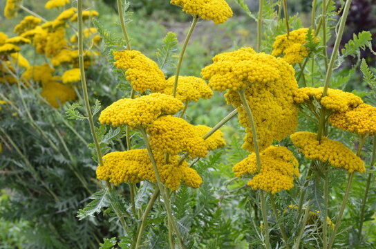 Bright yellow yarrow, Achillea filipendulina Cloth of Gold, flowering in a garden