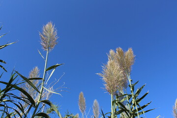 Detail of a pampa. Summer vibes