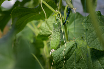 Cucumber close-up on a background of green large leaves. Growing cucumbers in a greenhouse