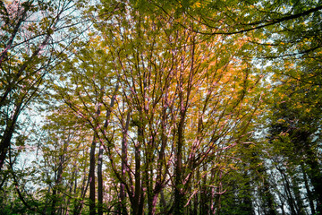 Abstract Forest in Ireland