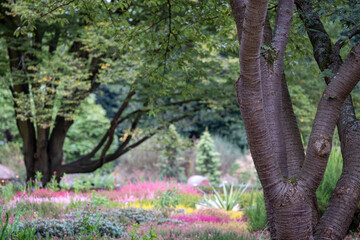 Colourful calluna vulgaris low flowering heather flowers, photographed at garden in Wisley, Woking, Surrey UK.