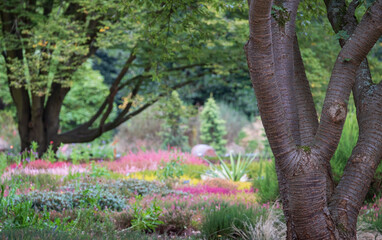 Colourful calluna vulgaris low flowering heather flowers, photographed at garden in Wisley, Woking, Surrey UK.