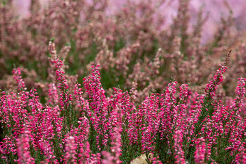 Colourful calluna vulgaris low growing heather flowers, photographed in a garden in Wisley, Surrey UK.